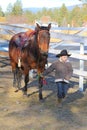 Cowboy and horse Royalty Free Stock Photo