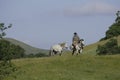 Cowboy Leading Horse