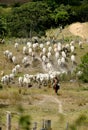 Cowboy leads cattle in the south of bahia