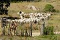 Cowboy leads cattle in the south of bahia