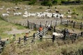 Cowboy leads cattle in the south of bahia