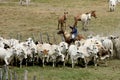 Cowboy leads cattle in the south of bahia