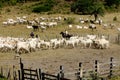 Cowboy leads cattle in the south of bahia