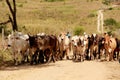 Cowboy leads cattle in the south of bahia