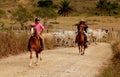 Cowboy leads cattle in the south of bahia