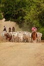 Cowboy leads cattle in the south of bahia