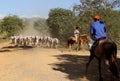 Cowboy leads cattle in the south of bahia