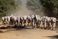 Cowboy leads cattle in the south of bahia