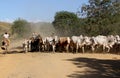 Cowboy leads cattle in the south of bahia