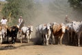 Cowboy leads cattle in the south of bahia