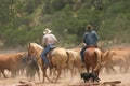 Cowboy Life Royalty Free Stock Photo