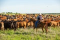 Cowboy moving cattle to new pasture on the ranch Royalty Free Stock Photo