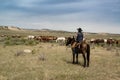 Cowboy ranch hand on horse watching over herd of horses on prairie Royalty Free Stock Photo