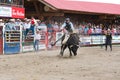 Cowboy rides bucking bull at stampede Royalty Free Stock Photo