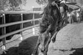 Bareback Bucking Bronc Riding At Country Rodeo Royalty Free Stock Photo