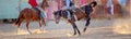 Cowboy Rides A Bucking Horse In Rodeo Event Royalty Free Stock Photo