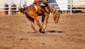 Cowboy Rides Bucking Rodeo Horse