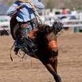 Bareback Bucking Bronc riding At Country Rodeo Royalty Free Stock Photo