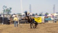 Cowboy Riding A Bucking Bronc Horse Royalty Free Stock Photo