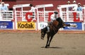 Cowboy riding bucking bronco