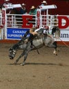 Cowboy riding bucking bronco Royalty Free Stock Photo