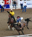 Cowboy riding bucking bronco