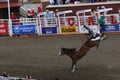 Cowboy riding bucking bronco