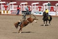 Cowboy riding bucking bronco