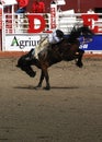 Cowboy riding bucking bronco at the Calgary Stampede Royalty Free Stock Photo