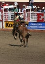 Cowboy riding bucking bronco at the Calgary Stampede Royalty Free Stock Photo