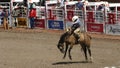 Cowboy riding bucking bronco at the Calgary Stampede Royalty Free Stock Photo