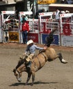 Cowboy riding bucking bronco at the Calgary Stampede Royalty Free Stock Photo