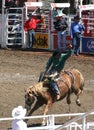Cowboy riding bucking bronco at the Calgary Stampede Royalty Free Stock Photo