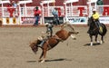 Cowboy riding bucking bronco at the Calgary Stampede Royalty Free Stock Photo