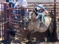 A cowboy is riding a bucking bronco at a rodeo.