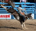 Cowboy riding bucking bronco