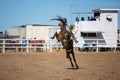 Bareback Bucking Bronc Riding At Country Rodeo Royalty Free Stock Photo