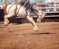 Cowboy Riding Bucking Horse Royalty Free Stock Photo