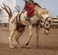 Saddle Bronc Riding At An australian Country Rodeo Royalty Free Stock Photo