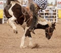 Saddle Bronc Riding At An Australian Country Rodeo Royalty Free Stock Photo