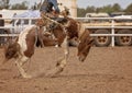 Saddle Bronc Riding At An Australian Country Rodeo Royalty Free Stock Photo