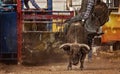 Bull Riding Cowboy At Australian Country Rodeo Royalty Free Stock Photo