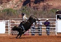 Cowboy riding a bull