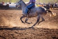 Cowboy Riding In Campdraft Event At A Country Rodeo Royalty Free Stock Photo