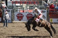 Cowboy riding wild horse