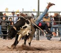 Cowboy Rodeo Bull Riding Royalty Free Stock Photo