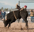 Cowboy Rodeo Bull Riding Royalty Free Stock Photo