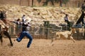 Cowboy roping calf