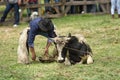 Cowboy roping cow in Ecuador