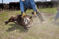 Cowboy roping a young calf